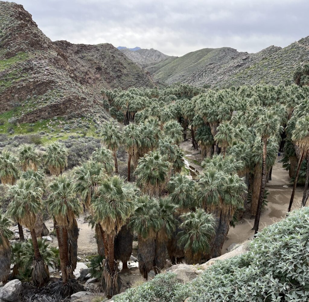 A cluster of palm trees in a canyon